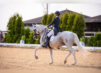 PRE Mix, Hengst, 18 Jahre, 162 cm, Schimmel