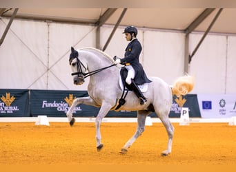 PRE Mix, Hengst, 18 Jahre, 170 cm, Schimmel