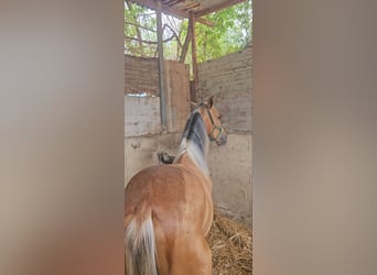 PRE Mix, Hengst, 1 Jaar, 139 cm, Falbe