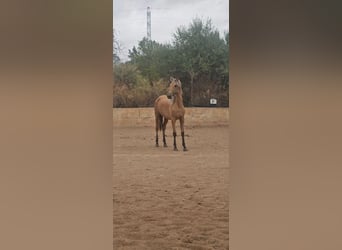 PRE Mix, Hengst, 1 Jaar, 139 cm, Falbe