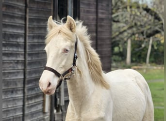 PRE, Hengst, 1 Jaar, 140 cm, Perlino