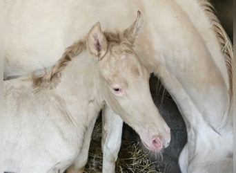PRE, Hengst, 1 Jaar, 140 cm, Perlino