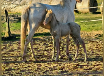 PRE, Hengst, 1 Jaar, 140 cm, Perlino