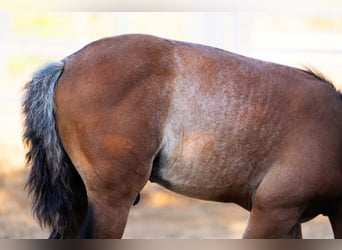 PRE Mix, Hengst, 1 Jaar, 140 cm, Rabicano