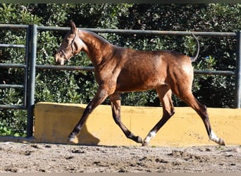 PRE Mix, Hengst, 1 Jaar, 144 cm, Falbe