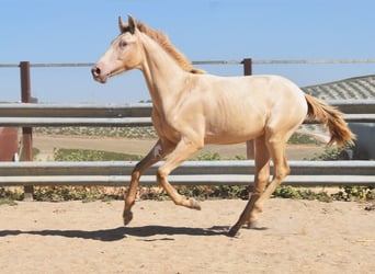 PRE, Hengst, 1 Jaar, 145 cm, Pearl