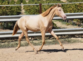 PRE, Hengst, 1 Jaar, 145 cm, Pearl