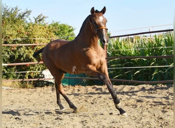PRE, Hengst, 1 Jaar, 148 cm, Schimmel