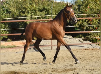 PRE, Hengst, 1 Jaar, 148 cm, Schimmel