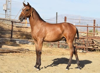 PRE, Hengst, 1 Jaar, 148 cm, Schimmel