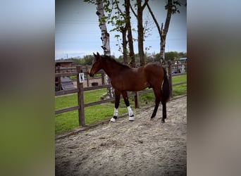 PRE Mix, Hengst, 1 Jaar, 149 cm, Donkerbruin