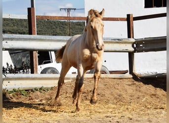 PRE, Hengst, 1 Jaar, 150 cm, Pearl