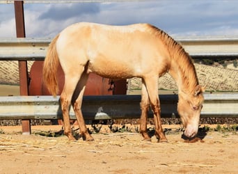 PRE, Hengst, 1 Jaar, 150 cm, Pearl