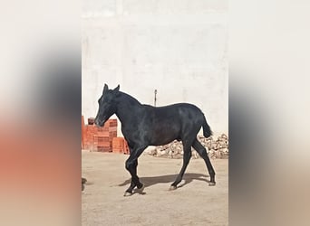 PRE, Hengst, 1 Jaar, 150 cm, Zwartschimmel