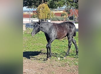 PRE, Hengst, 1 Jaar, 150 cm, Zwartschimmel