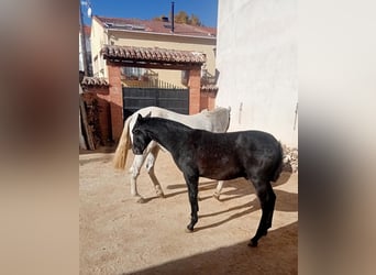 PRE, Hengst, 1 Jaar, 150 cm, Zwartschimmel