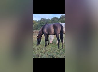 PRE Mix, Hengst, 1 Jaar, 152 cm, Zwart