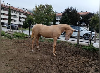 PRE Mix, Hengst, 1 Jaar, 153 cm, Champagne