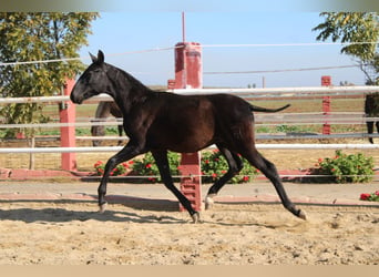 PRE Mix, Hengst, 1 Jaar, 154 cm