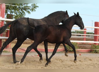 PRE, Hengst, 1 Jaar, 154 cm