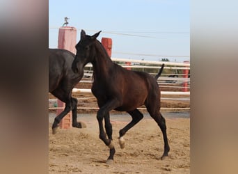 PRE Mix, Hengst, 1 Jaar, 154 cm