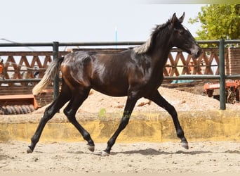 PRE, Hengst, 1 Jaar, 154 cm, Schimmel