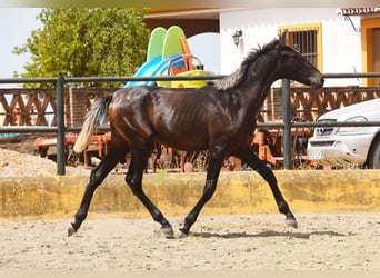PRE, Hengst, 1 Jaar, 154 cm, Schimmel