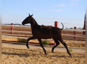 PRE, Hengst, 1 Jaar, 155 cm