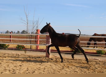 PRE, Hengst, 1 Jaar, 155 cm