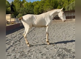 PRE Mix, Hengst, 1 Jaar, 155 cm, Perlino