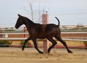 PRE, Hengst, 1 Jaar, 155 cm, Zwart