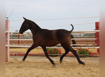 PRE, Hengst, 1 Jaar, 155 cm, Zwart