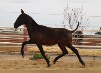 PRE, Hengst, 1 Jaar, 155 cm, Zwart