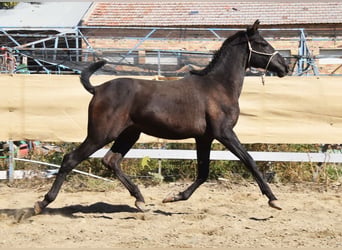 PRE, Hengst, 1 Jaar, 156 cm, Zwart
