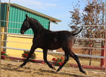 PRE, Hengst, 1 Jaar, 157 cm