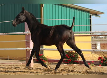 PRE, Hengst, 1 Jaar, 157 cm