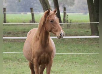 PRE Mix, Hengst, 1 Jaar, 157 cm, Vos