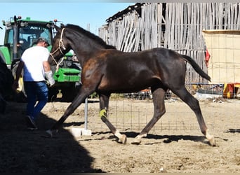 PRE, Hengst, 1 Jaar, 157 cm, Zwart