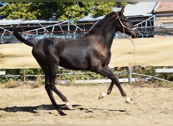PRE, Hengst, 1 Jaar, 157 cm, Zwart