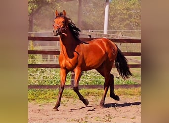 PRE Mix, Hengst, 1 Jaar, 158 cm, Lichtbruin