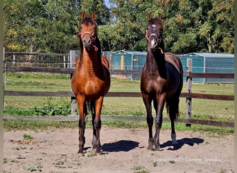 PRE Mix, Hengst, 1 Jaar, 158 cm, Lichtbruin