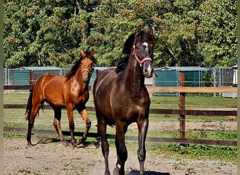 PRE Mix, Hengst, 1 Jaar, 158 cm, Lichtbruin