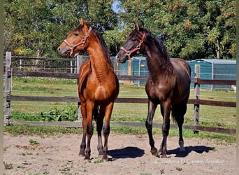 PRE Mix, Hengst, 1 Jaar, 158 cm, Lichtbruin