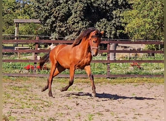 PRE Mix, Hengst, 1 Jaar, 158 cm, Lichtbruin