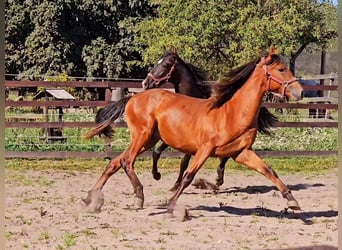 PRE Mix, Hengst, 1 Jaar, 158 cm, Lichtbruin