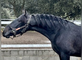 PRE Mix, Hengst, 1 Jaar, 158 cm, Schimmel