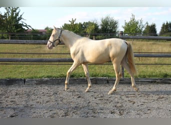 PRE Mix, Hengst, 1 Jaar, 159 cm, Perlino