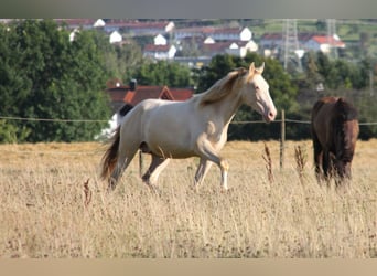 PRE Mix, Hengst, 1 Jaar, 159 cm, Perlino