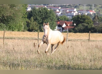 PRE Mix, Hengst, 1 Jaar, 159 cm, Perlino