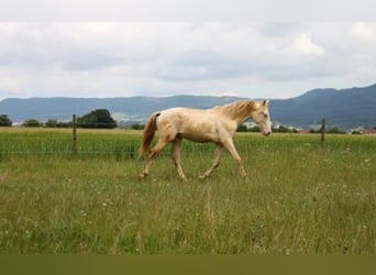 PRE Mix, Hengst, 1 Jaar, 159 cm, Perlino